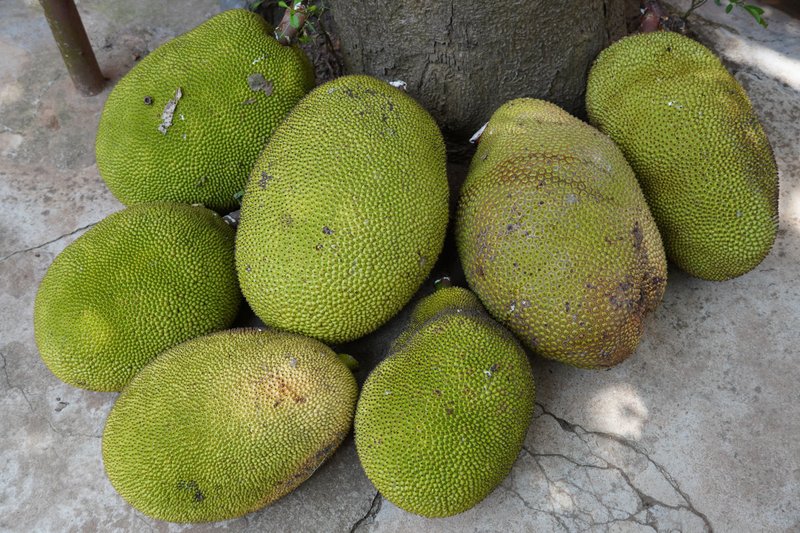 Jack Fruit Fest for friends and family
