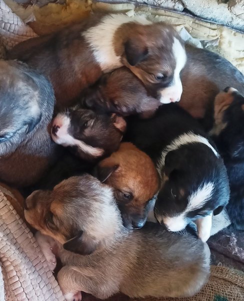 Day 1: Arrival of the Eight Puppies (15 Day's journey of Nurturing and Care)