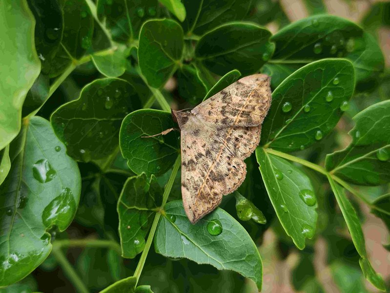 Anticarsia gemmatalis: An interesting moth (ENG - SPN)