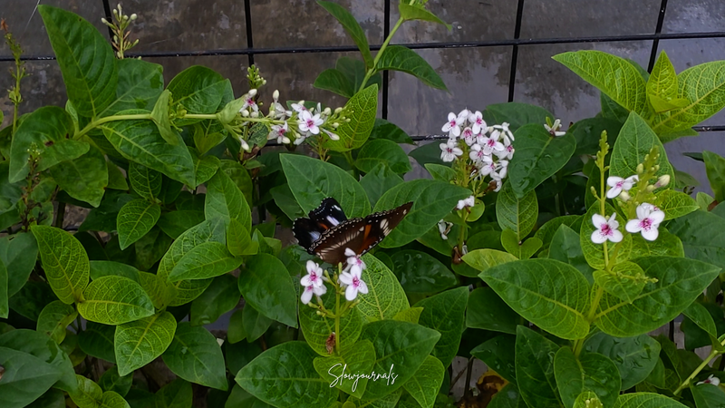 Nature Therapy — Snaps of Living-creatures #2