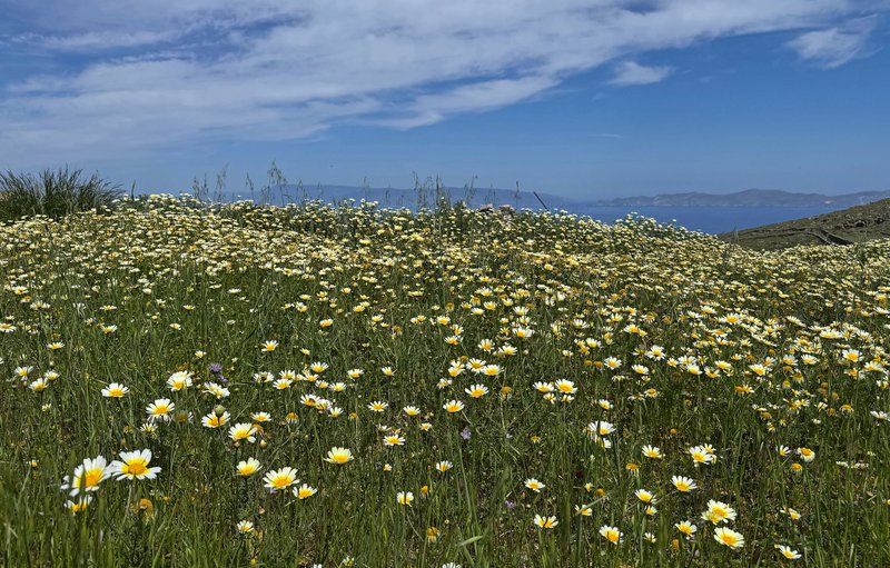 Frühling auf Syros