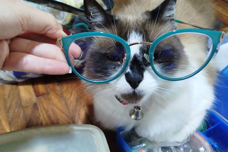 (ENG/ESP) 😺✨ Summary of the week being supervised by Ying / Resumen de la semana siendo supervisada por Ying ✨😺