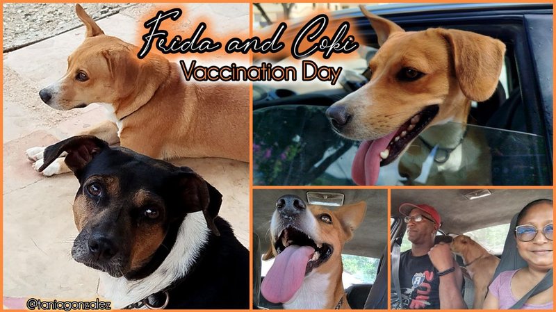 [ENG/ESP] Frida and Coki vaccination day 