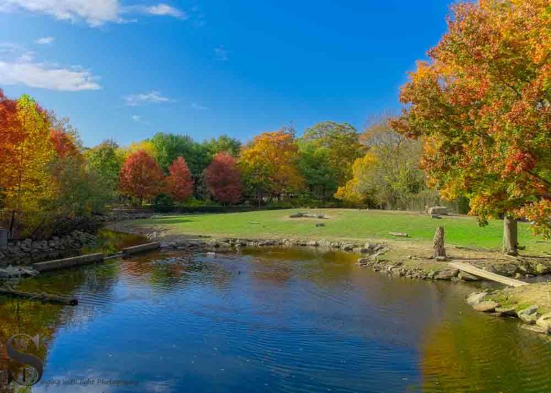 Fall colors in Buttonwood Park