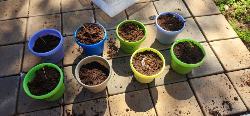 Tending To The Seedlings (Quick Garden Update!)
