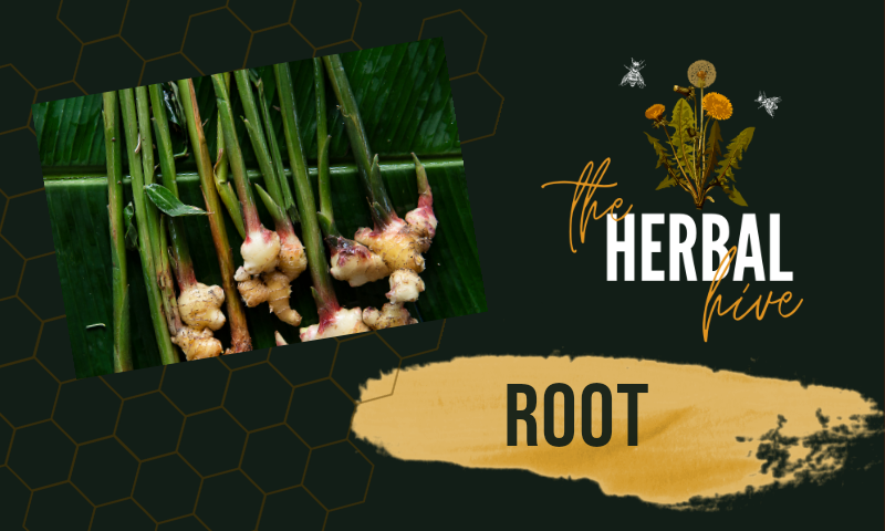 Herbal Challenge Week 1:  Licorice, Galangal, Turmeric and Spinach Root!
