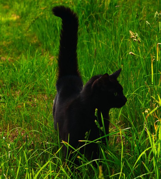 Caturday in the Hidden Den