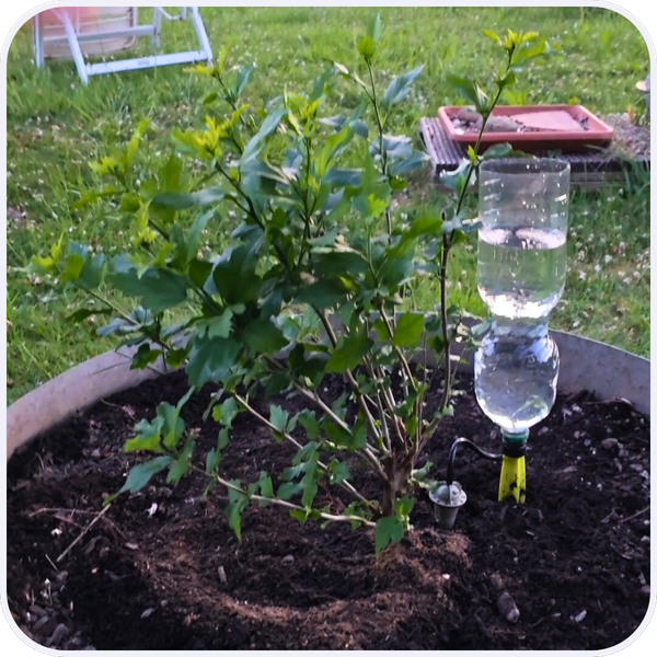 Thursday Garden Center Haul (video inside)