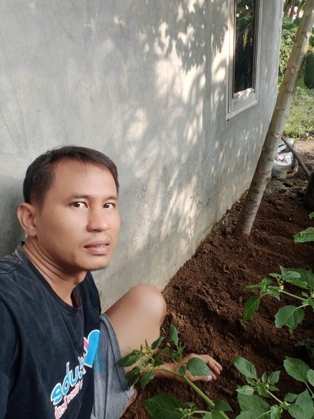 Trying to plant kale on the edge of the house.