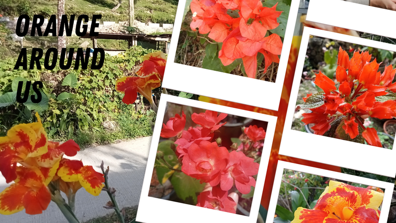Challenge # 154, An Orange Odyssey: Beautiful Orange Flowers and our Ginger the Cat