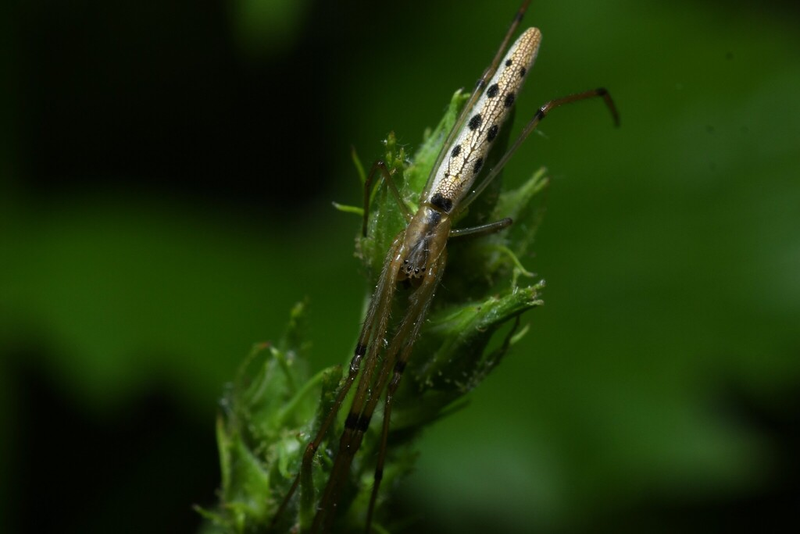 Stretch Spider (Genus Tetragnatha)