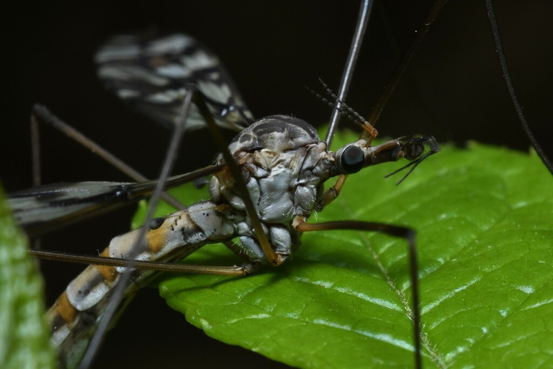 Common Crane Fly (Genus Tipula)