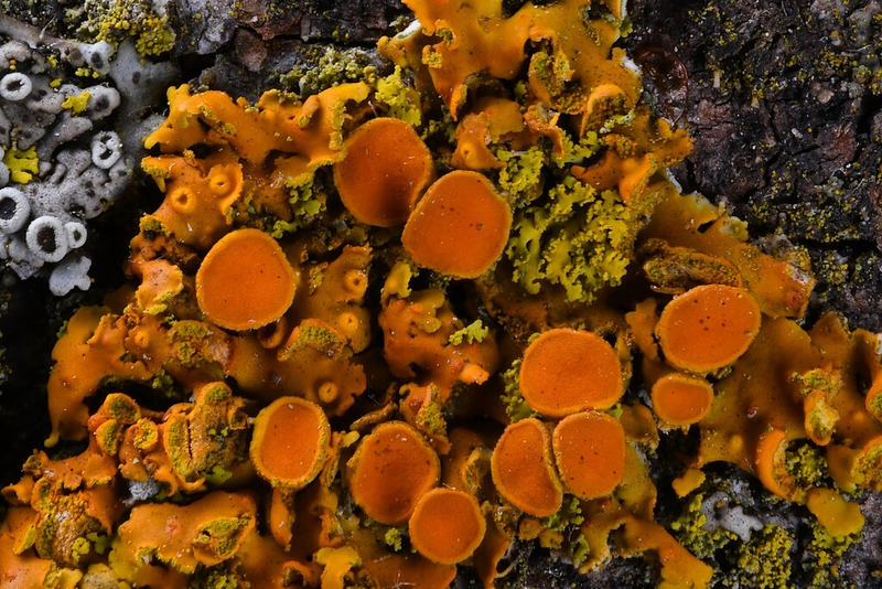 Hooded Sunburst Lichen (Xanthomendoza fallax)