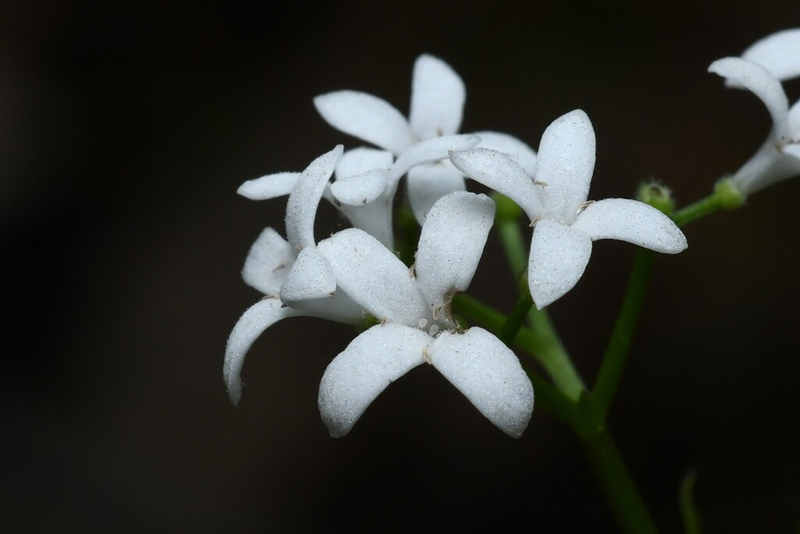 Sweet Woodruff (Galium odoratum)