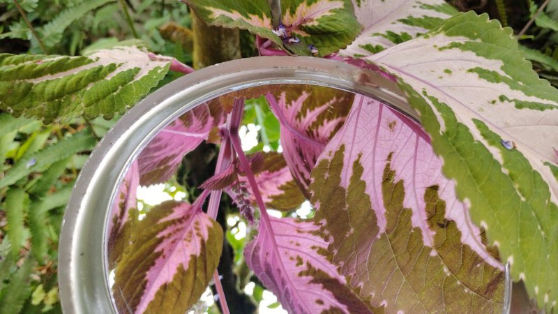 My Entry for Reflection Hunters Contest: Round 221 - Pink Coleus Reflections - GaiaYoga Gardens, Lower Puna, Big Island, Hawai'i - Saturday, May 31, 2025