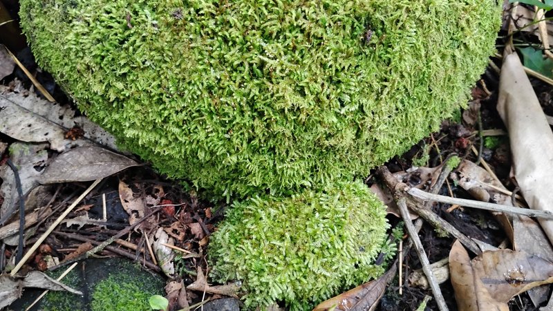 I Am #AliveAndThriving Today! || #IAmAliveChallenge || Daily Off-Grid Jungle Journal Entry: Day #1039 - Monday Musings - GaiaYoga Gardens, Lower Puna, Far East Big Island, Hawai'i - Sunday, June 1, 2025 