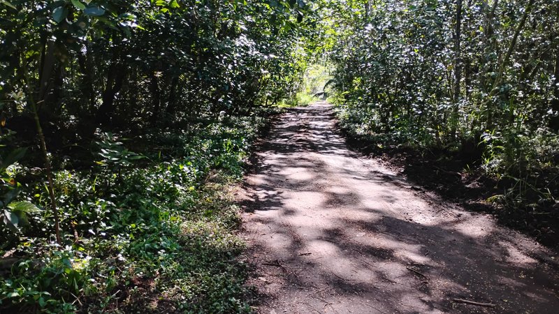 I Am #AliveAndThriving Today! || #IAmAliveChallenge || Daily Off-Grid Jungle Journal Entry: Day #1038 - On Health, Healing, and Vitality - GaiaYoga Gardens, Lower Puna, Far East Big Island, Hawai'i - Saturday, May 31, 2025 