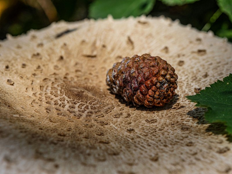 Wednesday walk to search mushrooms and herbs