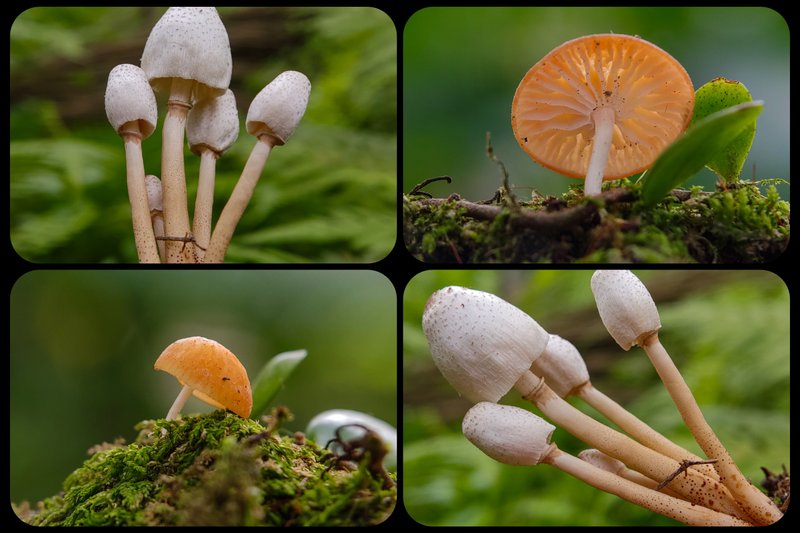 Fungi Friday : Two beautiful white and brown mushrooms