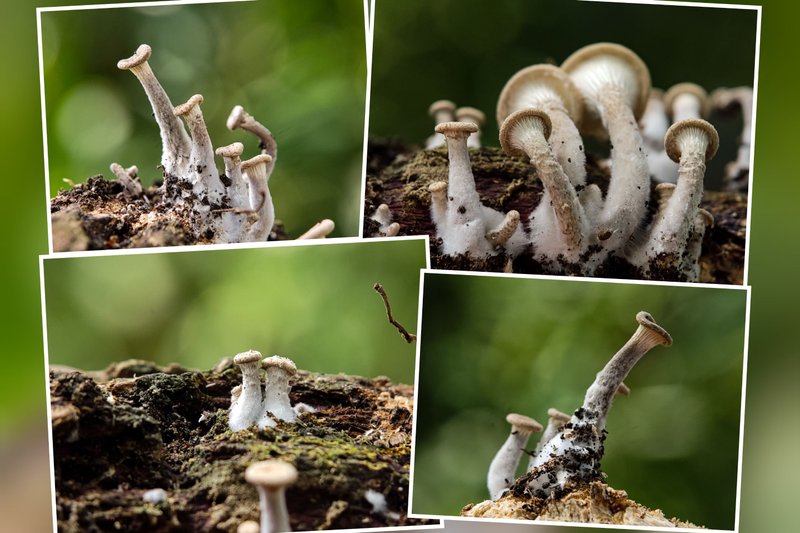 Fungi Friday : Small white umbrella mushrooms that are starting to dry out
