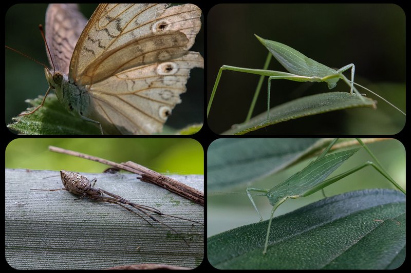 Hunt some insects that live in the garden