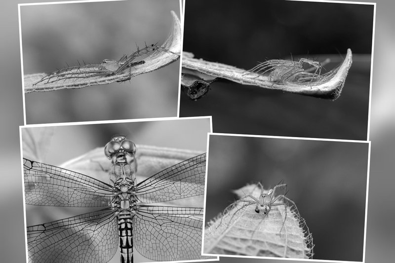 Monomad : Jumping Spiders and Dragonflies