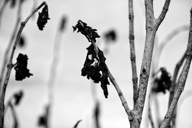 From the jungle in monochrome - Monomad Challenge