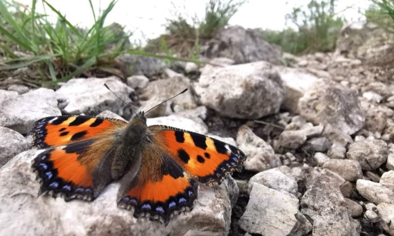 PhotoFeed Contest - Macro Photography Round 106: butterly