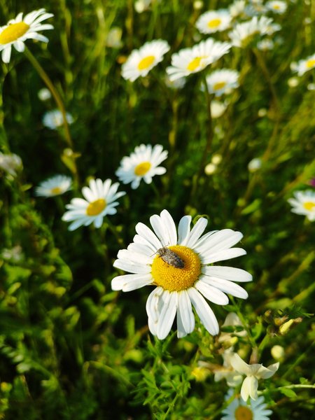 Wednesday Walk. In search of daisies