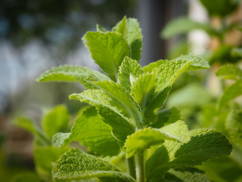Mint near the house