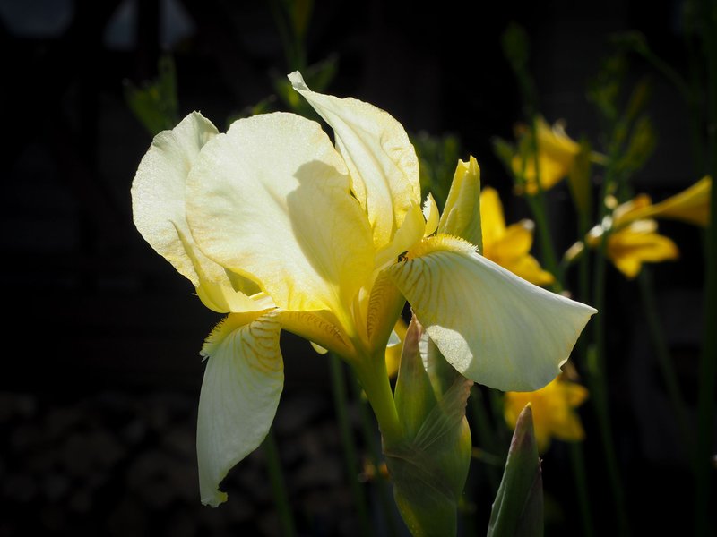 Irises