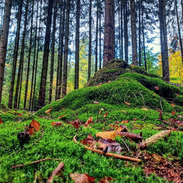 POBphotocontest New Round: TREES