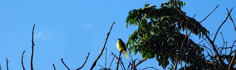 Bird watching is always fun [Esp/Eng].