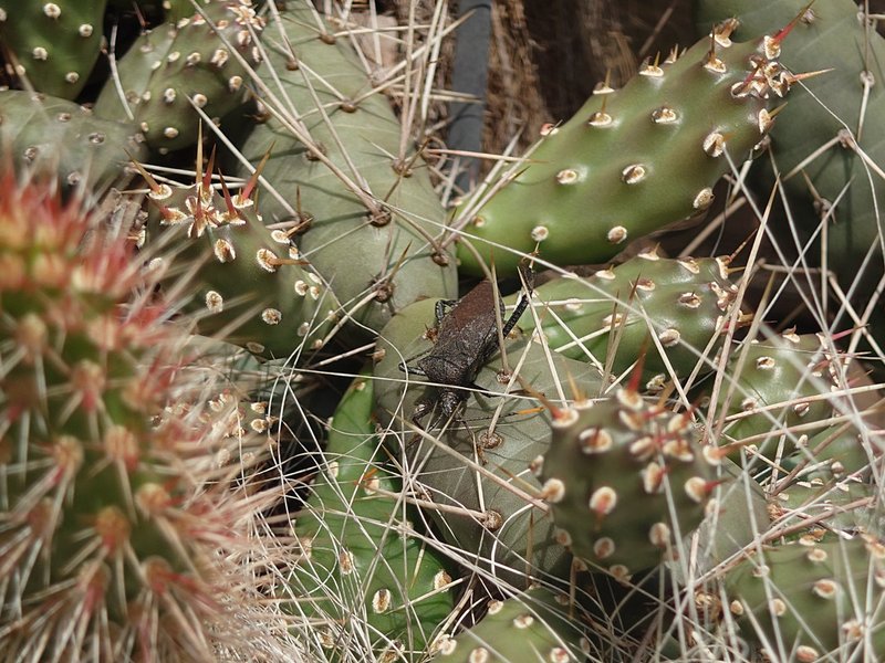 Assassin bug lurking among the cacti