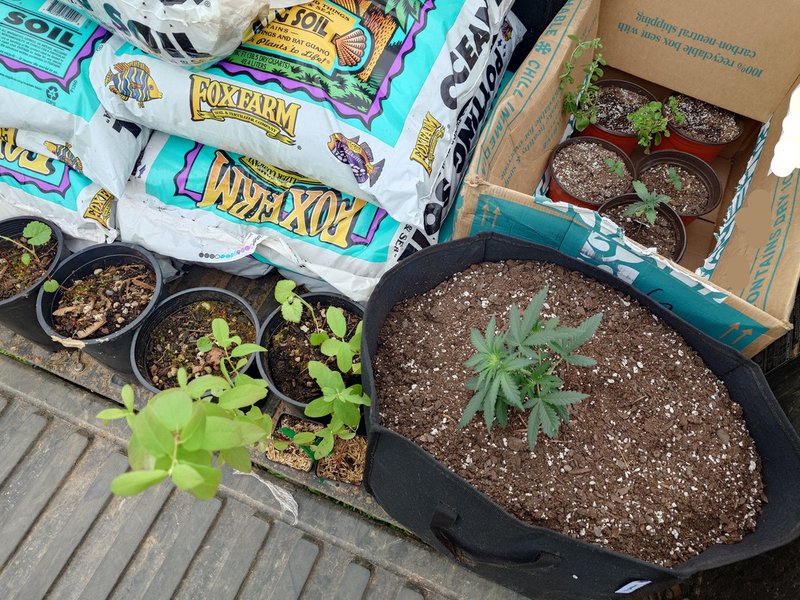 Starting my outdoor Cannabis grow for the year