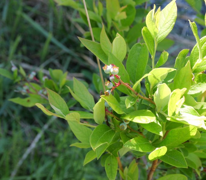Perennial garden update May 2025