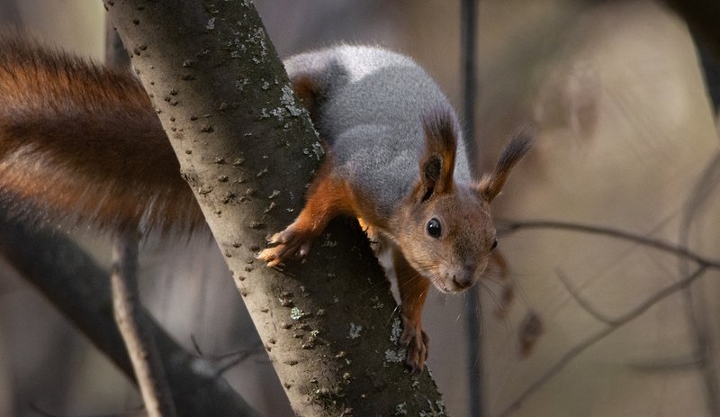 The squirrel insulates its home 🐿️