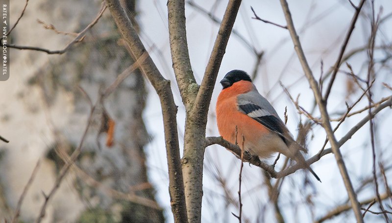  Birdwatching - 3067 🐦