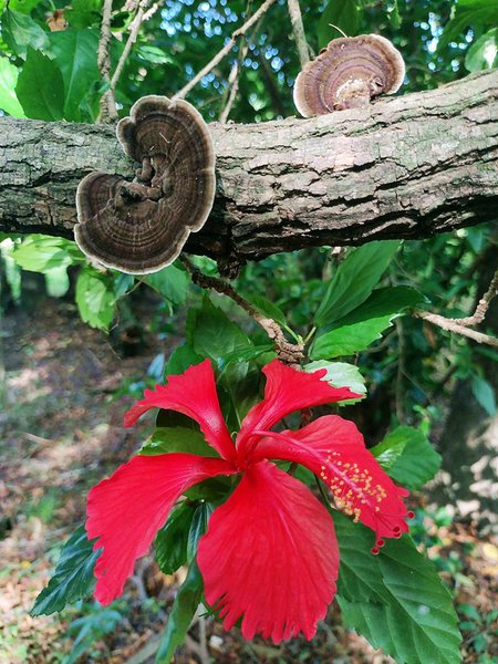 The best place to relax on "FungiFriday" is the reserve [Esp/Eng].
