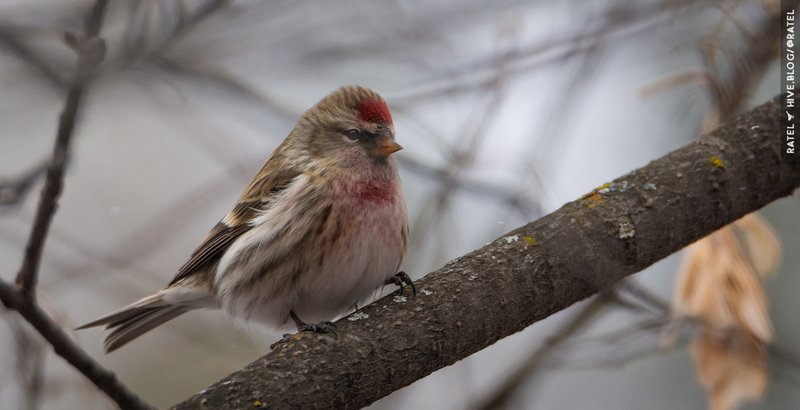 Birdwatching - 3068 🐦