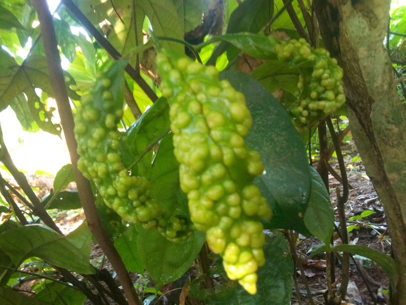 Beautiful nature plants I photograph in the morning