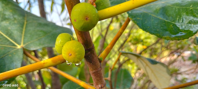 the touch of green figs photography 
