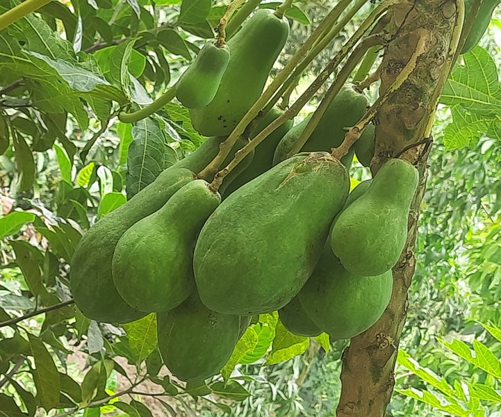 Papaya is a nutritious fruit or vegetable