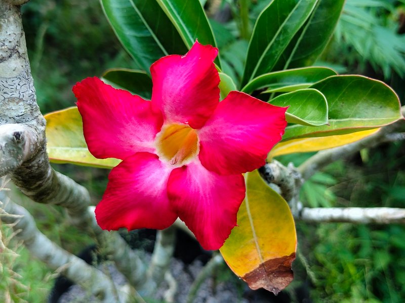 Frangipani flower | Adenium obesum