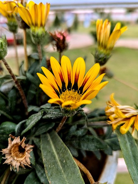  A Beautiful Day with Sunflowers