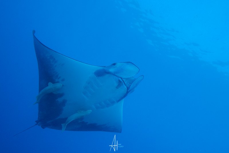 📸 PhotoFeed Contest - Wildlife Photography Round 120
