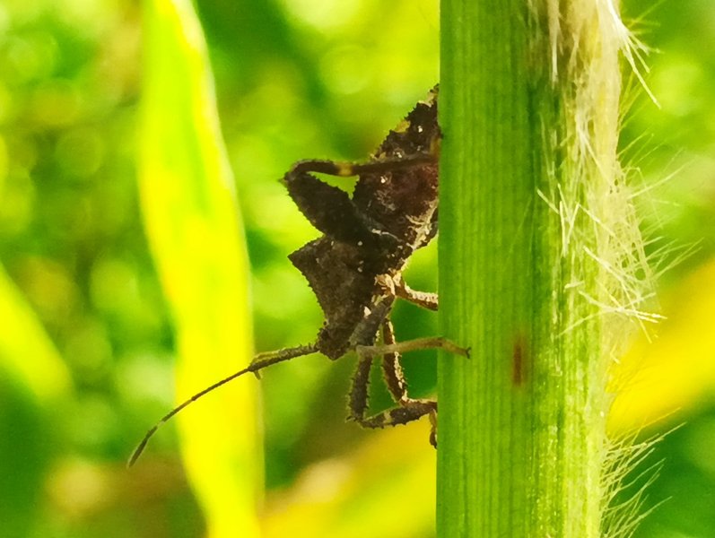 Genus Acanthocoris