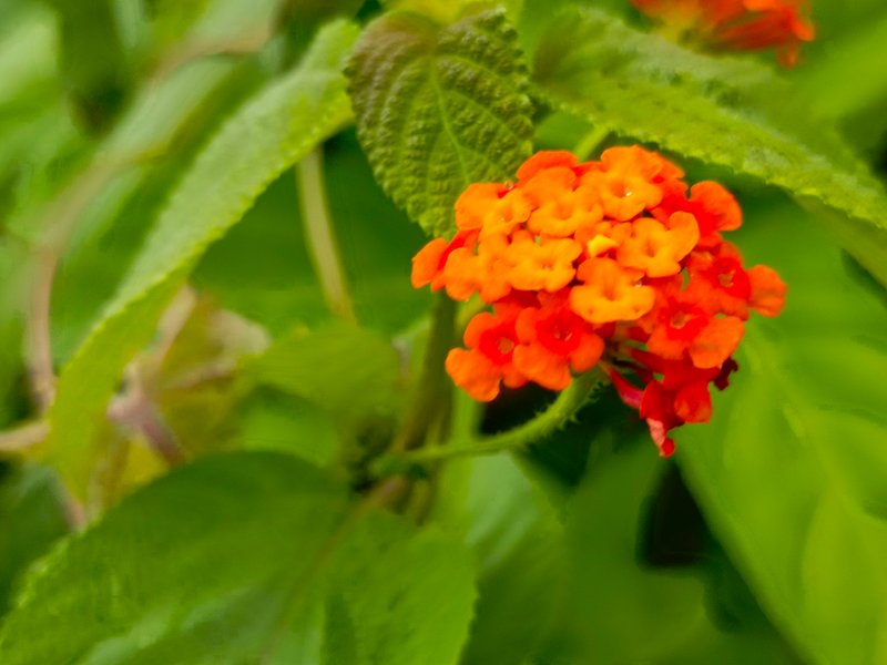 Red Curryflower