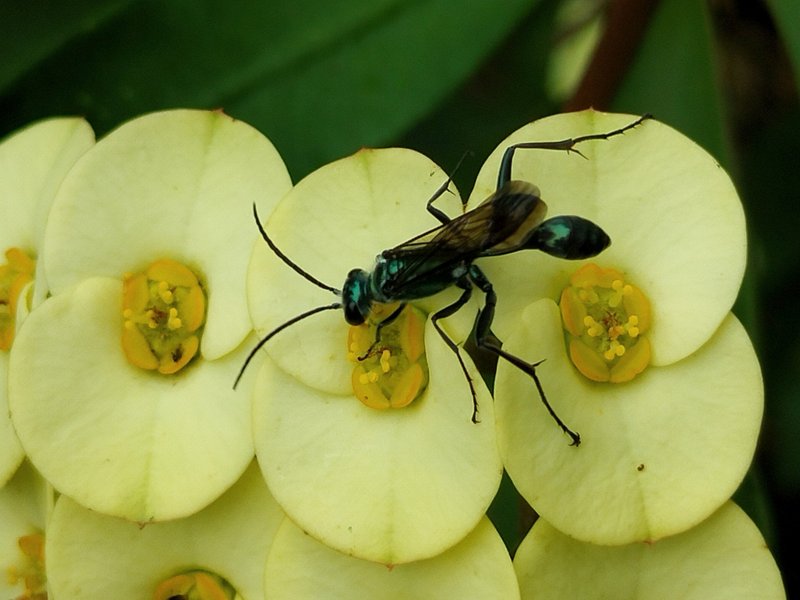 Zimmermann's mud wasp