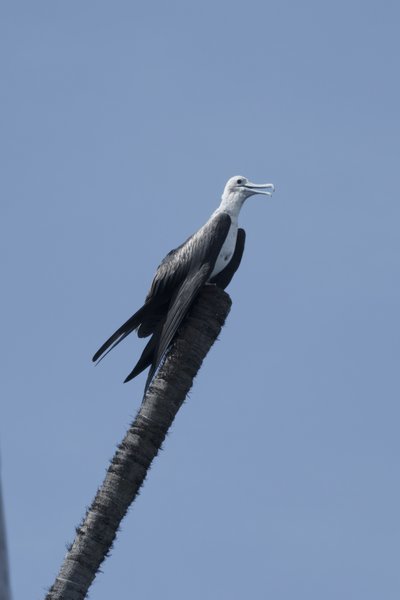 A Great Frigatebird